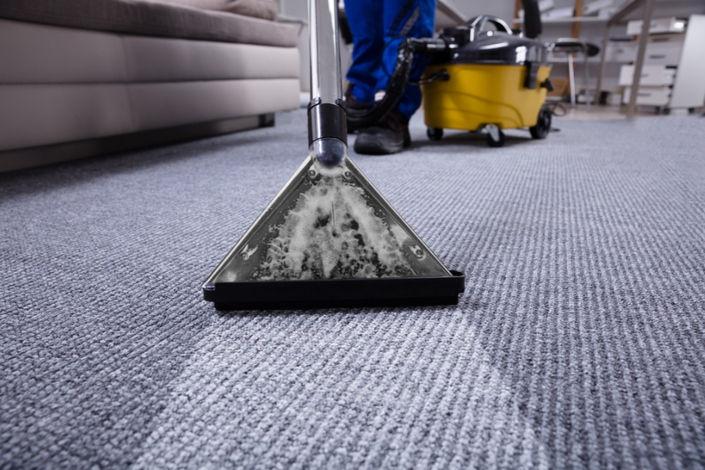 Local Pest Control, and Carpet Cleaning in Brisbane Local Pest Control, and Carpet Cleaning in Brisbane